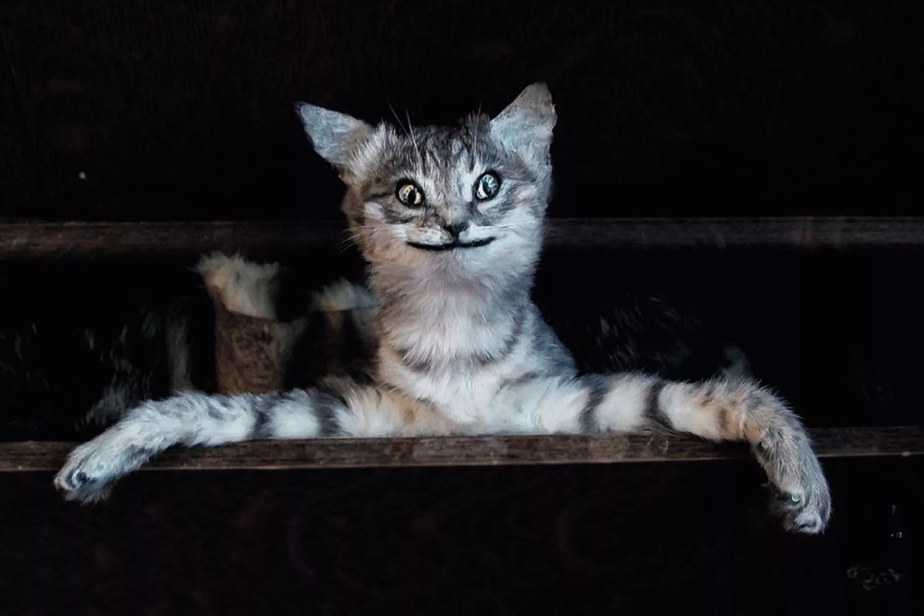 Taxidermy-Cat.webp